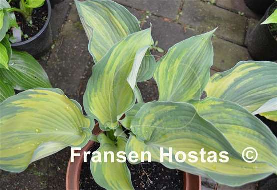 Hosta Buffalo Bill